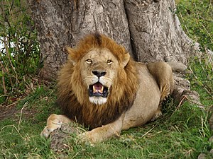 Lion in masai mara.jpg